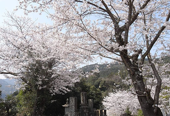 墓と桜.jpg